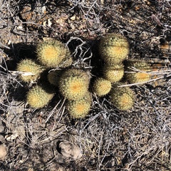 Coryphantha erecta