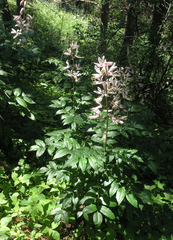 Dictamnus angustifolius