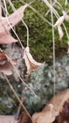 Aquilegia canadensis