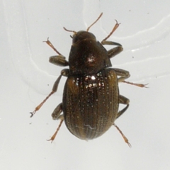 Optioservus