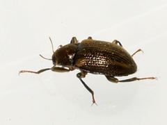 Optioservus
