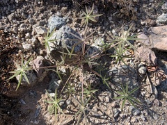 Lupinus sparsiflorus