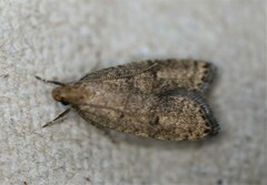 Psilocorsis quercicella