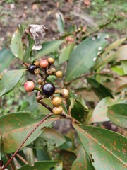 Ardisia