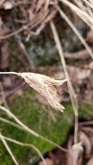 Aquilegia canadensis
