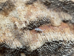 Entomobrya triangularis