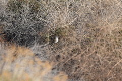 Artemisiospiza belli