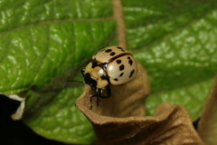 Platyphora fraterna