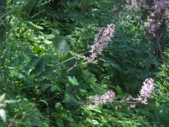 Dictamnus angustifolius