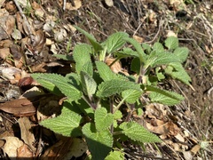 Stachys bullata