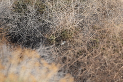 Artemisiospiza belli