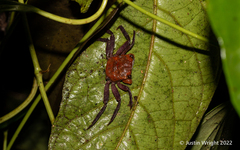 Geosesarma danumense