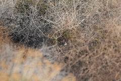 Artemisiospiza belli