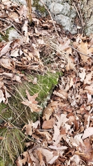 Aquilegia canadensis