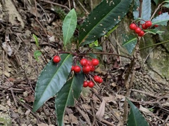 Ardisia crenata