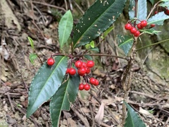 Ardisia crenata