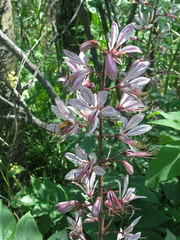 Dictamnus angustifolius