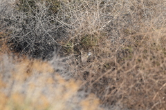 Artemisiospiza belli