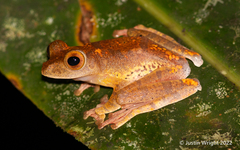 Rhacophorus pardalis