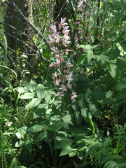 Dictamnus angustifolius