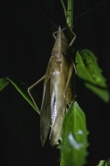 Neoconocephalus nigromaculatus
