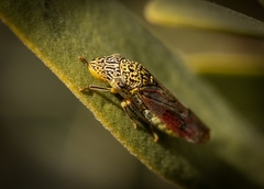 Homalodisca liturata