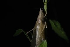 Neoconocephalus nigromaculatus