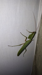 Trachymantis dentifrons