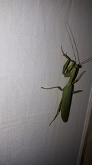 Trachymantis dentifrons