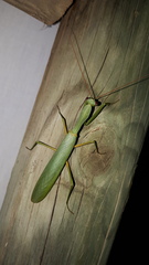 Trachymantis dentifrons