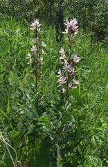 Dictamnus angustifolius