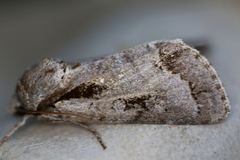Acronicta quadrata