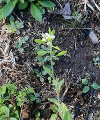 Tomostima platycarpa