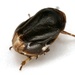 Sunflower Spittlebug - Photo (c) Mike Quinn, Austin, TX, some rights reserved (CC BY-NC), uploaded by Mike Quinn, Austin, TX