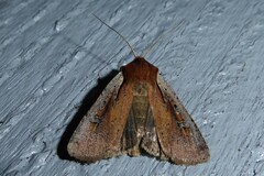 Ichneutica atristriga