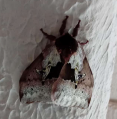 Dirphiopsis multicolor