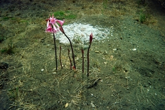Amaryllis belladonna