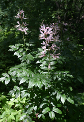 Dictamnus angustifolius