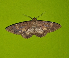 Feigeria scops