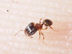 Pheidole navigans