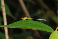Ischnura fluviatilis