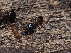 Pheidole navigans