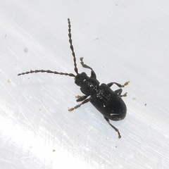 Aulacothorax copalina