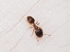 Pheidole navigans