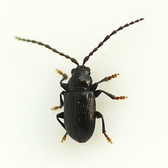 Aulacothorax copalina