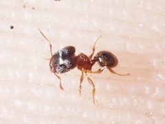 Pheidole navigans