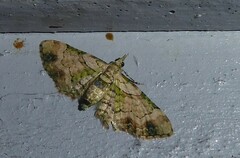 Chloroclystis sphragitis