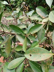 Ardisia