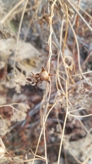 Ipomoea purpurea