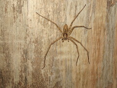 Heteropoda venatoria